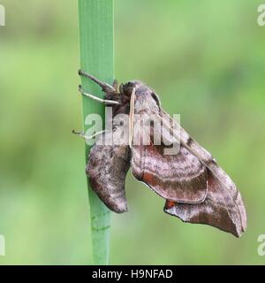 Eyed hawk-moth, Smerinthus ocellatus Foto Stock