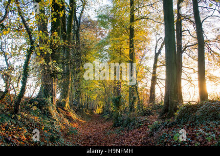 Fagus sylvatica. Bridleway attraverso faggete con fogliame di autunno nella campagna di Cotswold. Gloucestershire, Inghilterra Foto Stock