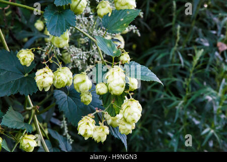 Humulus lupulus, il luppolo comune o il luppolo. Specie di piante da fiore della famiglia della canapa, Cannabaceae. Originario dell'Asia occidentale, dell'Europa e del Nord America. Foto Stock