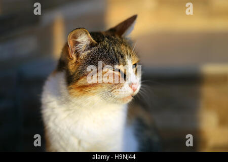 Foto ritratto di un gatto al tramonto Foto Stock