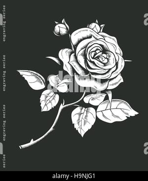 Mano abbozzato rosa bianca nel vintage stile di incisione. Barocco elemento decorativo. Scarabocchi floreali, foglie e rami, fiori e bocciolo di fiori, allori. Nero Illustrazione Vettoriale