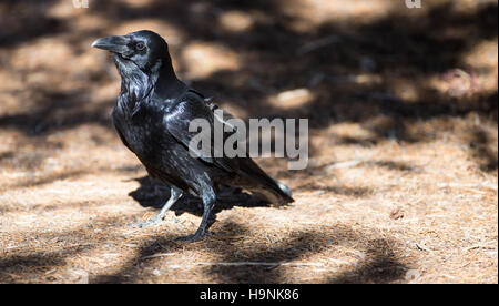 Raven Nero nel Parco Nazionale di Yellowstone, STATI UNITI D'AMERICA Foto Stock