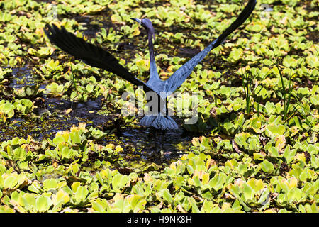 Piccolo airone cenerino al cavatappi Audubon santuario di palude Foto Stock