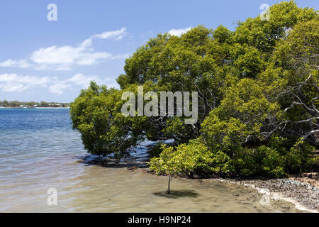 Mangrovie sono tolleranti di sale di arbusti o piccoli alberi, chiamato anche halophytes, che crescono nelle zone costiere di soluzione salina o acqua salmastra dell'Australia tropicale Foto Stock
