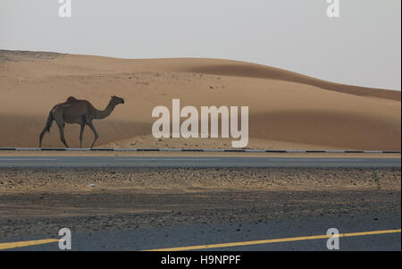 Un cammello selvatico camminando sulla strada accanto a un deserto in Dubai EMIRATI ARABI UNITI Foto Stock