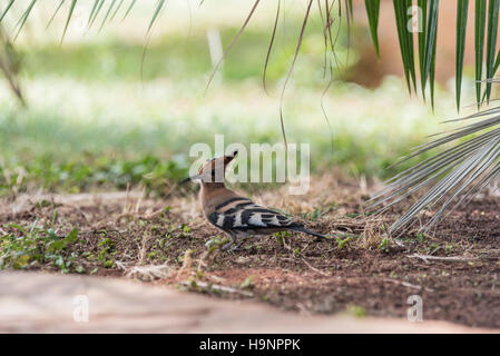 Un upupa in un africano hotel garden Foto Stock