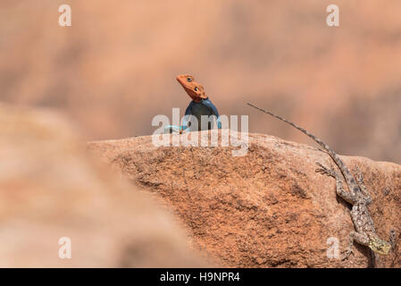 Un maschio Agama lizard crogiolarvi al sole su una roccia con una femmina a destra Foto Stock