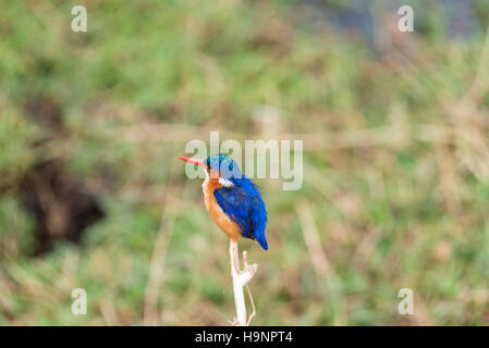 Una Malachite Kingfisher appollaiato su uno stelo Foto Stock