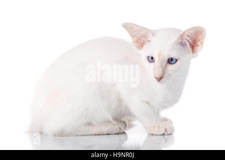 Blue eye siamese Gattino, isolato su bianco Foto Stock