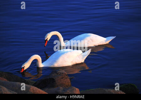 Due cigni bianchi che galleggiano sul mare Foto Stock