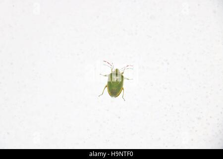 Green soldier bug è un fetente bug appartenenti alla famiglia Pentatomidae disponibili in alta risoluzione e di diverse dimensioni per adattarsi alle esigenze del vostro progetto Foto Stock