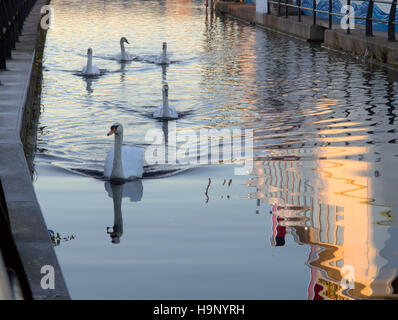 Cigni sul canal clydebank canale di Forth e Clyde, Glasgow Foto Stock