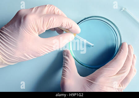 La ricerca chimica in piastre di Petri su sfondo blu. Ricercatore la preparazione di piastre di colore in un laboratorio di microbiologia. La mano di un tecnico inoculare Foto Stock