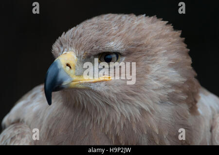 Ritratto di un Allocco eagle-Aquila rapax. Foto Stock