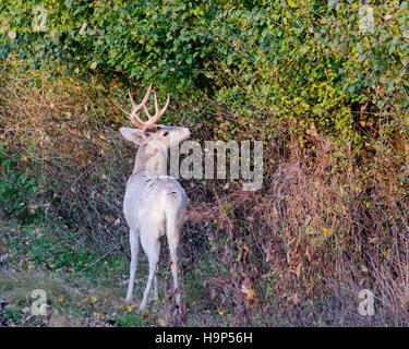 Pezzati Culbianco Deer Buck in piedi in un boschetto durante la stagione di solchi. Foto Stock