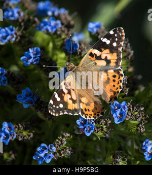 Farfalla arancione sui fiori blu Foto Stock