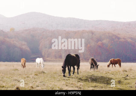 Allevamento di cavalli selvaggi pascolare in un campo Foto Stock