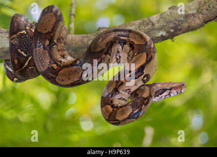 L'imperatore (Boa Boa constrictor imperator) su un albero Foto Stock