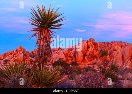 Un giovane JoshuaTree a Joshua Tree National Park si trova nel deserto di Mojave della California. Foto Stock