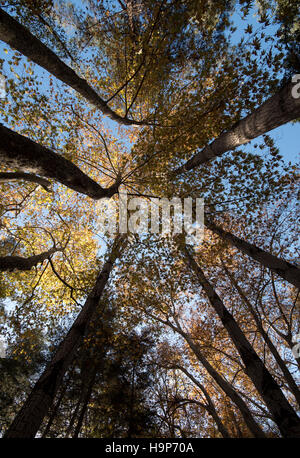 Basso angolo vista del tronco di albero tops giallo con foglie di acero sui rami rivolti verso un cielo blu in autunno. Monti Troodos, Cipro Foto Stock