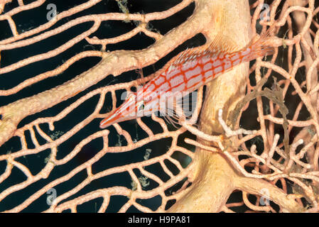 Longnose hawkfish (Oxycirrhites typus) sul mare gorgonia ventola (Annella mollis) contro uno sfondo nero. Egitto, Mar Rosso. Novembre Foto Stock