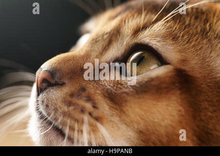 Closeup ritratto di abissino gattino con focus sull'occhio Foto Stock