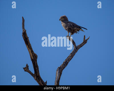 Ritratto di African brown snake eagle guardando sopra la spalla seduto su albero morto con cielo blu, Moremi NP, Botswana Foto Stock