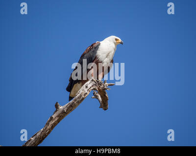 Ritratto di pesce africano Eagle seduto su albero morto ramo con un sacco di cielo blu, Moremi NP, Botswana Foto Stock