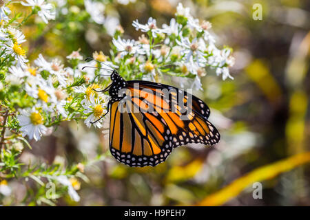 Una farfalla monarca (Danaus plexippus) nectaring su bianco heath aster (Symphyotrichum ericoides), Indiana, Stati Uniti Foto Stock