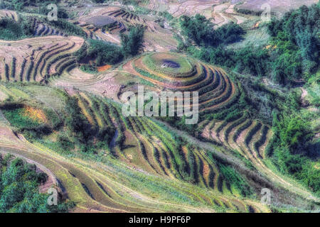 Terrazze di riso, Lao Cai, Sapa, il Vietnam Asia Foto Stock