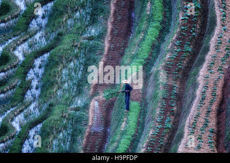 Terrazze di riso, Lao Chai, Sapa, il Vietnam Asia Foto Stock