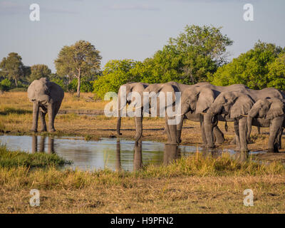 Grande gruppo di elefanti africani di bere in fila al waterhole in golden pomeriggio luce, Moremi NP, Botswana, Africa Foto Stock