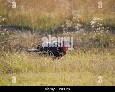 Unico maschio solitario africano terra meridionale hornbill alimentando in erba alta, safari nella Moremi NP, Botswana Foto Stock