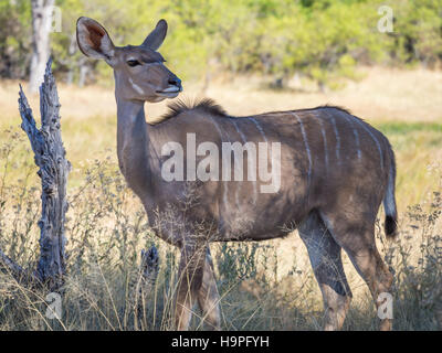 Più grande Kudu antilope femmina in piedi in ombra nella savana paesaggio accanto all albero morto, safari nella Moremi NP, Botswana Foto Stock