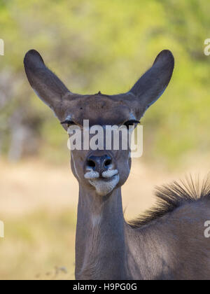 Ritratto di grandi dimensioni più pacifica kudu antilope di safari nella Moremi NP, Botswana Foto Stock