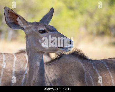 Ritratto di grandi dimensioni più pacifica kudu antilope di safari nella Moremi NP, Botswana Foto Stock