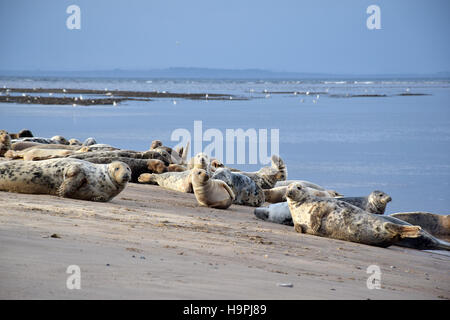 Guarnizioni di tenuta in basso trovati sulla spiaggia a Findhorn in Scozia Foto Stock