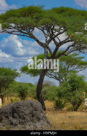 Torreggianti alberi di acacia sulle pianure del Serengeti in Tanzania, con terrmite hill in primo piano Foto Stock