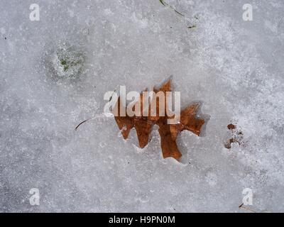 Foglie di quercia la fusione nel ghiaccio Foto Stock