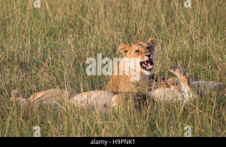 Un orgoglio dei leoni in appoggio in erba alta con una leonessa sopra un altro ululano con la bocca aperta e zanne bared. Foto Stock