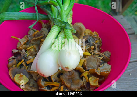 Imbuto i finferli e cipolline fresche Foto Stock