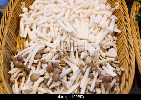 Vari tipi di funghi in un cestello Foto Stock