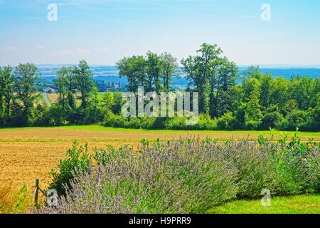 Campo di lavanda in un villaggio svizzero di Yverdon-les-Bains Les Bains in Jura Nord Vaudois quartiere di Canton Vaud, Svizzera. Foto Stock