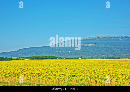 Campo di girasoli al villaggio svizzero di Yverdon-les-Bains Les Bains in Jura Nord Vaudois quartiere di Canton Vaud, Svizzera. Foto Stock