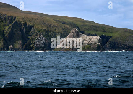 Gannetry, allevamento colonia di sule settentrionale (Morus bassanus / Sula bassana) sulla pila esterna, Fair Isle, Shetland Scozia Scotland Foto Stock