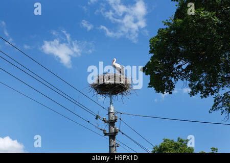 Cicogna bianca (Ciconia ciconia) su stick nest a elettricità pilone di cemento in Polonia settentrionale, Europa Foto Stock