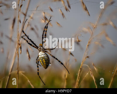 Solitario giardino nastrati spider appeso sul web con minuscole goccioline di acqua Foto Stock