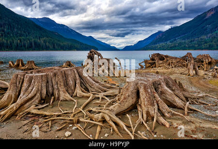 Radici di albero in Buttle Lago di Strathcona Provincial Park, l'isola di Vancouver, British Columbia, Canada Foto Stock