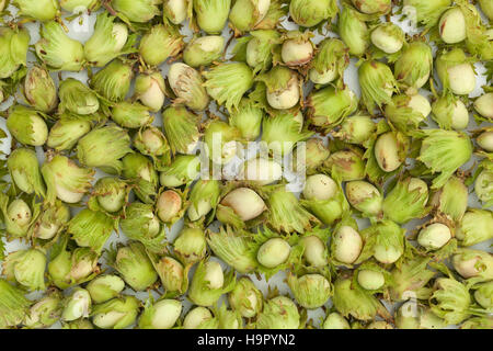 Immaturo nocciole verde giace sul tavolo bianco Foto Stock