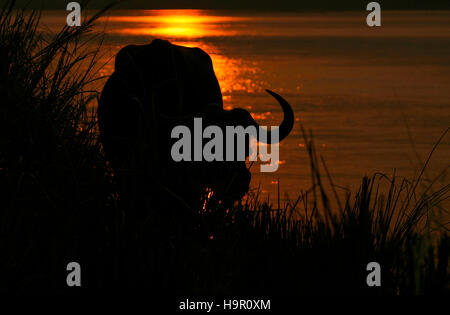 Bufalo africano nel fiume Zambesi, Syncerus caffer. Parco Nazionale di Mana Pools. Zimbabwe Foto Stock